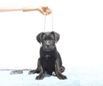 Small #2 Cane Corso