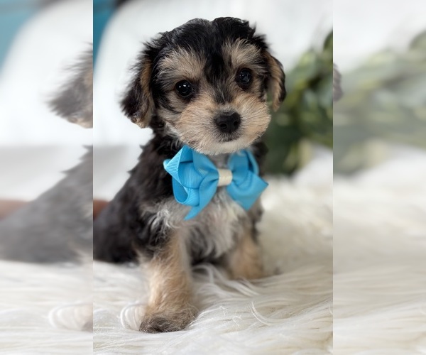 Medium Photo #11 Morkie Puppy For Sale in ROCK STREAM, NY, USA