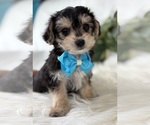 Small #10 Morkie