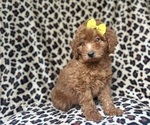 Small Goldendoodle (Miniature)