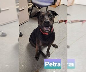 Labrador Retriever-Unknown Mix Dogs for adoption in Richmond, IN, USA
