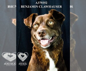 BENJAMIN CLAWHAUSER - Male Mutt Dog for Adoption - Photo #2