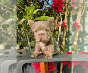 French Bulldog Puppy for sale in LAS VEGAS, NV, USA
