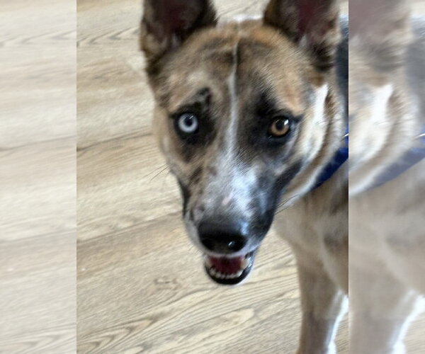 Medium Photo #2 Siberian Husky-Unknown Mix Puppy For Sale in Houston, TX, USA