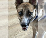 Small #1 Siberian Husky Mix