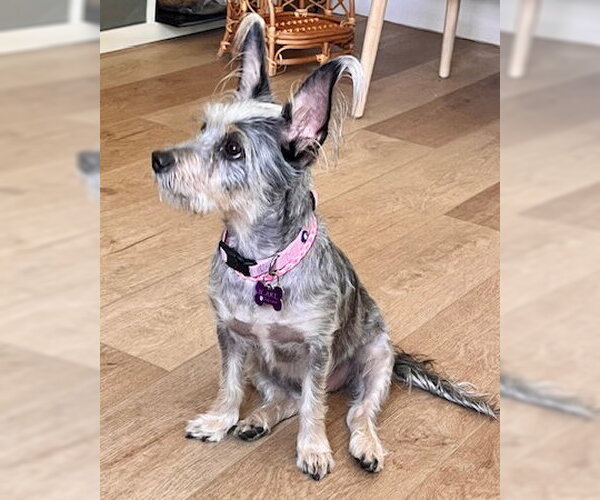 Medium Photo #4 Mutt Puppy For Sale in Corona, CA, USA