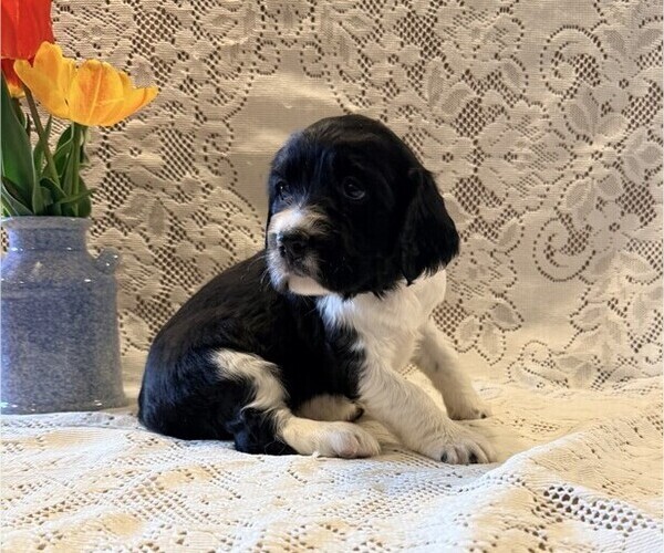Medium Photo #2 English Springer Spaniel Puppy For Sale in OWEN, WI, USA