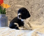 Small #1 English Springer Spaniel