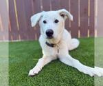 Small #3 Labrador Retriever Mix