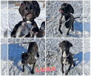 American Staffordshire Terrier-Labrador Retriever Mix Dogs for adoption in Pierceton , IN, USA