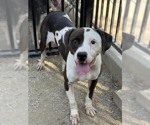S'MORE - Female Mutt Dog for Adoption - Photo #2