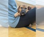 Small #1 Labrador Retriever Mix
