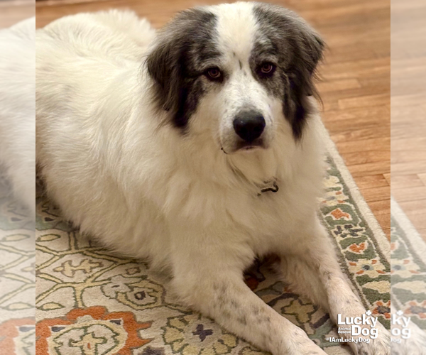 Medium Photo #3 Great Pyrenees Puppy For Sale in Washington, DC, USA