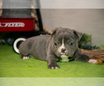Small Photo #12 Faux Frenchbo Bulldog Puppy For Sale in FRESNO, OH, USA
