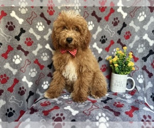 Cockapoo Puppy for sale in LAKELAND, FL, USA