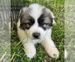 Small Photo #3 Anatolian Shepherd-Great Pyrenees Mix Puppy For Sale in OAKDALE, CA, USA