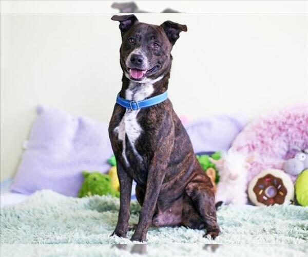 Medium Photo #3 Plott Hound-Unknown Mix Puppy For Sale in Tavares, FL, USA