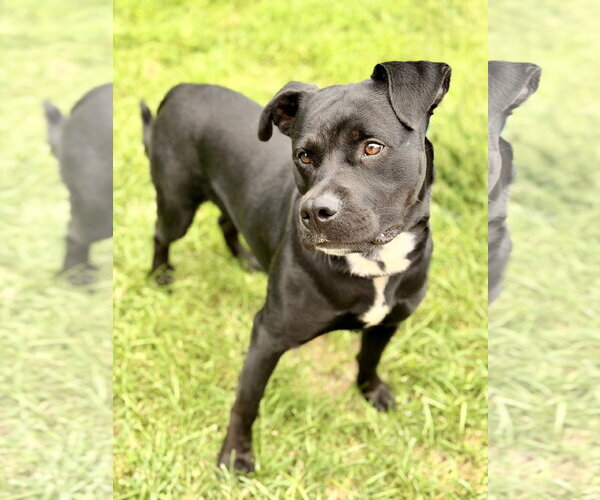 Medium Photo #3 Mutt Puppy For Sale in Manahawkin, NJ, USA