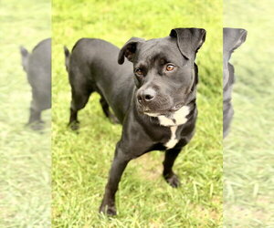 Expo - Male Mutt Dog for Adoption - Photo #3