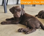 Puppy 2 Labrador Retriever
