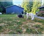 Small Photo #4 Great Pyrenees Puppy For Sale in Bend, OR, USA