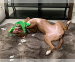 Small #10 Boxer-Staffordshire Bull Terrier Mix