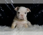 Small #1 English Bulldog