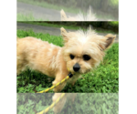 Small #2 Mutt