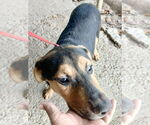 Small #5 Mutt