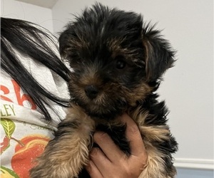 Yorkshire Terrier Puppy for sale in RIVERVIEW, FL, USA