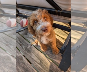 Double Doodle Puppy for sale in KALAMAZOO, MI, USA