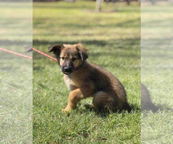 Medium Photo #2 Mutt Puppy For Sale in Yardley, PA, USA