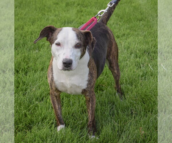 Medium Photo #5 American Staffordshire Terrier-Beagle Mix Puppy For Sale in Huntley, IL, USA