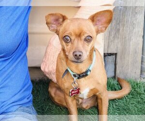 Chihuahua-Unknown Mix Dogs for adoption in phoenix, AZ, USA