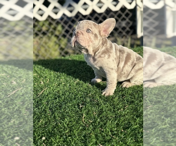 Medium Photo #8 French Bulldog Puppy For Sale in FRESNO, CA, USA