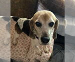 Small #2 Beagle