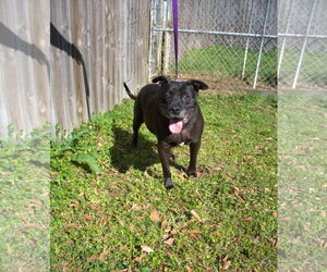 American Bulldog Dogs for adoption in Jackson, MS, USA