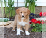 Small Photo #3 Aussiedoodle Miniature  Puppy For Sale in MANHEIM, PA, USA