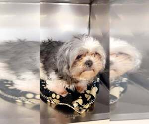 Prince - Male Shih Tzu Dog for Adoption - Photo #4