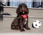 Small Photo #7 Cockapoo Puppy For Sale in MILLERSBURG, OH, USA