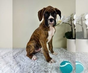 Boxer Puppy for sale in GREENFIELD, IN, USA
