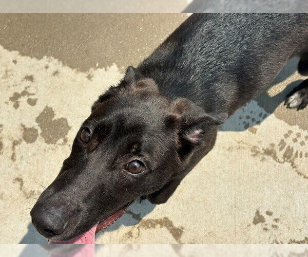 Medium Photo #1 Mutt Puppy For Sale in Tulsa, OK, USA