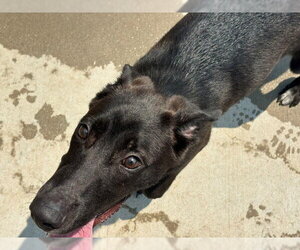Mutt Dogs for adoption in Tulsa, OK, USA