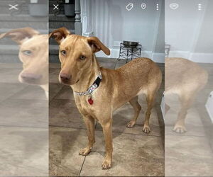 Becky - Female Vizsla Dog for Adoption - Photo #3