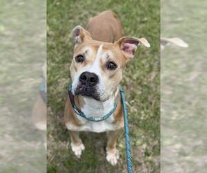 Bullypit Dogs for adoption in Fort Lauderdale, FL, USA
