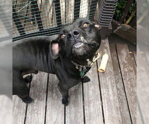 Kenny - Male Mutt Dog for Adoption - Photo #2