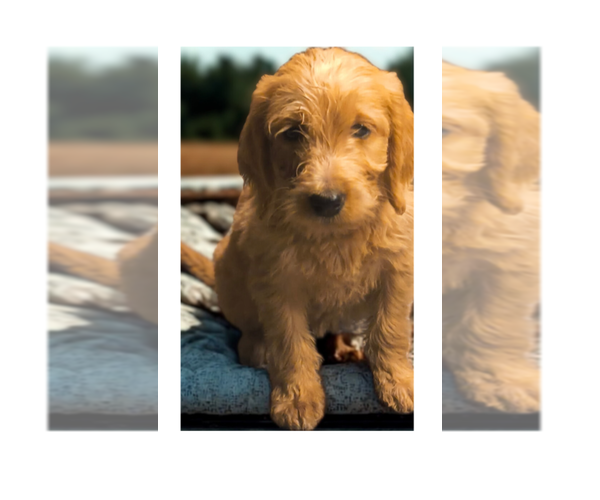 Medium Photo #6 Labradoodle Puppy For Sale in SUMMERVILLE, SC, USA