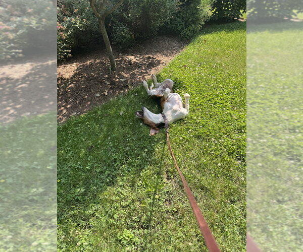 Medium Photo #7 Treeing Walker Coonhound Puppy For Sale in Brewster, NY, USA