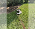 Small Photo #7 Treeing Walker Coonhound Puppy For Sale in Brewster, NY, USA