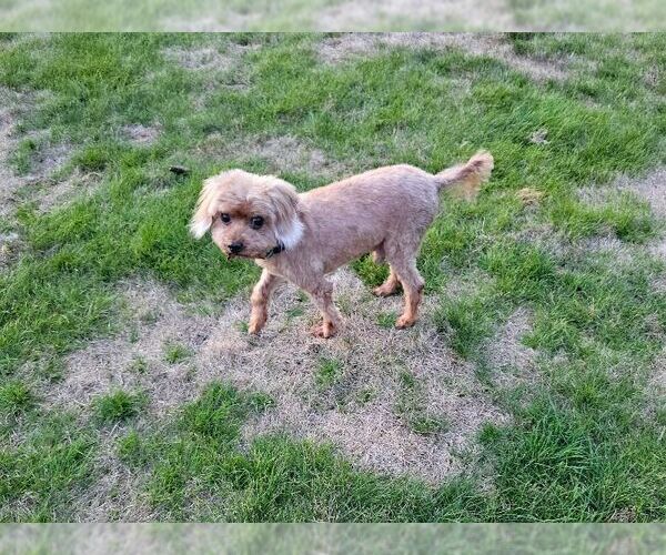 Medium Photo #4 Mutt Puppy For Sale in Seattle, WA, USA